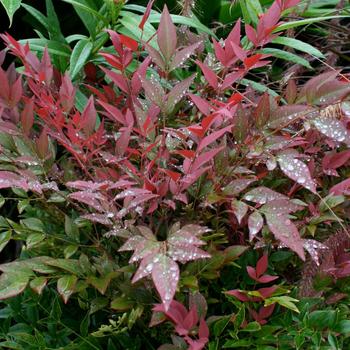 Nandina domestica - Obsession™