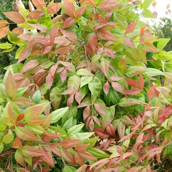 Nandina domestica - 'Blush Pink™' Heavenly Bamboo