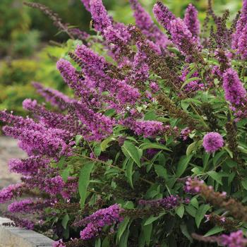 Buddleia (Butterfly Bush) - Flutterby Petite® 'Tutti Fruitti Pink'