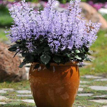 Plectranthus - 'Mona Lavender'