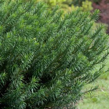 Cephalotaxus harringtonia - 'Yewtopia™' Plum Yew
