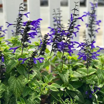 Salvia guaranitica - Black And Blue Salvia