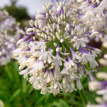 Agapanthus - 'Ever Twilight™' African Lily