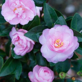 Camellia sasanqua - 'Light Pink Shi Shi™'