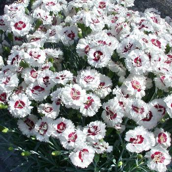 Dianthus (Pinks) - Scent First® 'Coconut Surprise'