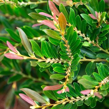 Distylium - Cast in Bronze®