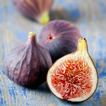 Ficus carica - 'Little Miss Figgy' Dwarf Fig
