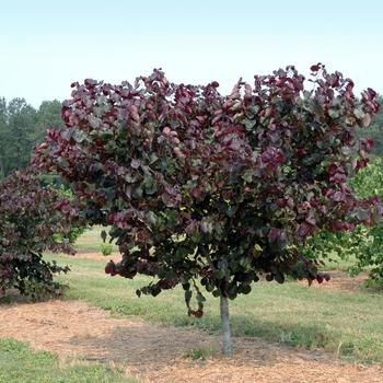 Cercis canadensis - 'Merlot' Redbud