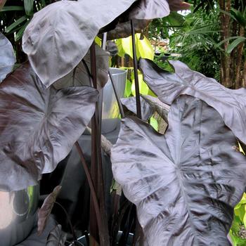 Colocasia esculenta (Elephant's Ear) - Royal Hawaiian® 'Black Coral'