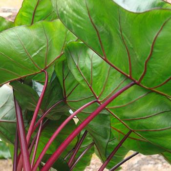 Colocasia esculenta (Elephant's Ear) - Royal Hawaiian® 'Hawaiian Punch'