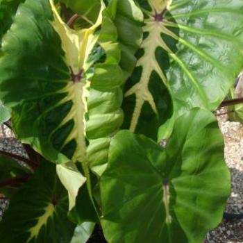 Colocasia esculenta (Taro) - Royal Hawaiian® 'White Lava'