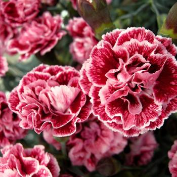 Dianthus - Scent First® 'Sugar Plum'