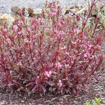Gaura lindheimeri - 'Passionate Rainbow™' Wand Flower