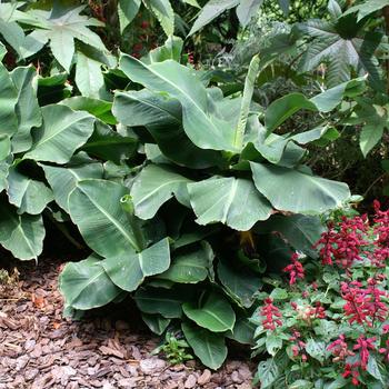 Musa - 'Little Prince' Banana Tree