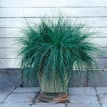 Festuca glauca - 'Festina' Fescue