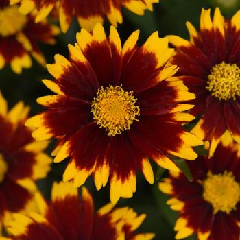 Coreopsis (Tickseed) - UpTick™ Red