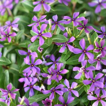 Catharanthus (Vinca) - Soiree kawaii® Blueberry Kiss