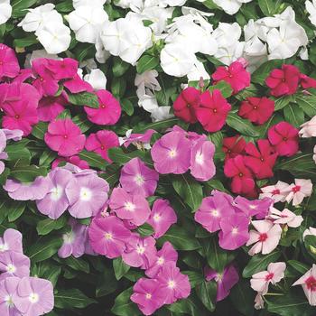 Catharanthus roseus (Vinca) - Cora® XDR 'Series'
