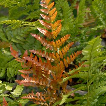 Dryopteris erythrosora - 'Brilliance' Autumn Fern