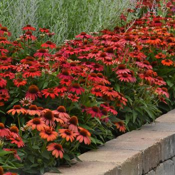 Echinacea (Coneflower) - Artisan™ 'Ombre Red'