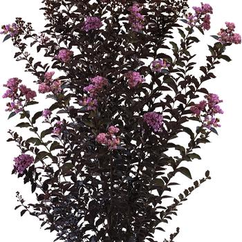 Lagerstroemia (Crapemyrtle) - Thunderstruck™ 'Lavender Blast™'
