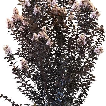 Lagerstroemia (Crapemyrtle) - Thunderstruck™ 'White Flash™'