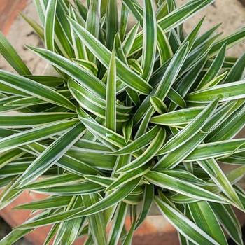 Chlorophytum comosum - Spider Plant