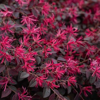 Loropetalum chinense - 'Cerise Charm' Chinense Fringe Flower