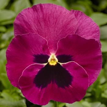 Viola x wittrockiana (Pansy) - Delta™ Pro Rose with Blotch