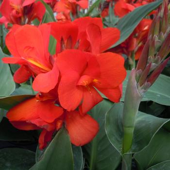 Canna x generalis (Canna Lily) - Cannova® 'Scarlet'