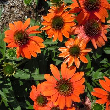 Echinacea (Coneflower) - Artisan™ 'Soft Orange'