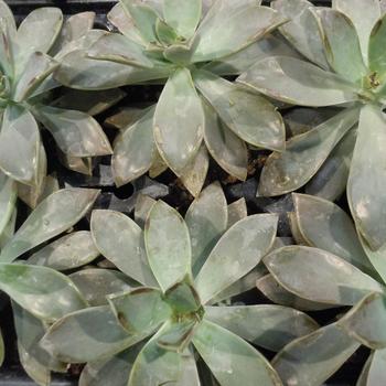 Graptopetalum parguyense - Ghost Plant