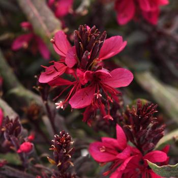 Gaura lindheimeri (Wand Flower) - Belleza® Dark Pink Improved