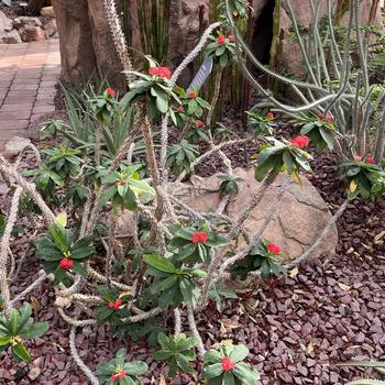 Euphorbia milii - Crown of Thorns