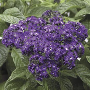 Heliotropium arborescens (Helioptrope) - Scentropia™ 'Dark Blue'