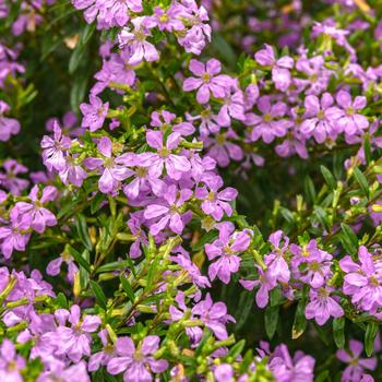 Cuphea hyssopifolia - Enchantia™ Lavender