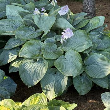 Hosta (Plantain Lily, Hosta) - Shadowland® 'Empress Wu'