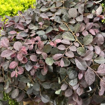Loropetalum chinense - 'Purple Pixie®' Chinese Fringe-flower