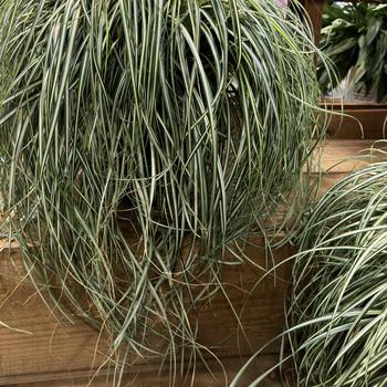 Carex - 'Moon Falls' Sedge