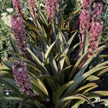 Eucomis (Pineapple Lily) - Crowning Glory™ 'Purple Reign'