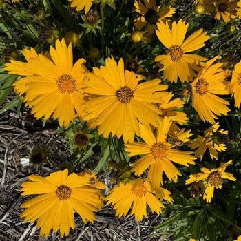 Coreopsis (Tickseed) - UpTick™ Gold