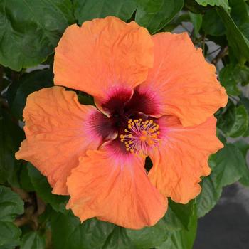 Hibiscus rosa-sinensis - Hollywood Hibiscus® Disco Diva™