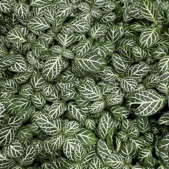 Fittonia albivenis - Nerve Plant