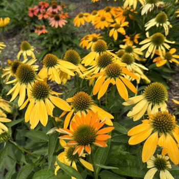 Echinacea (Coneflower) - Artisan™ 'Ombre Yellow'