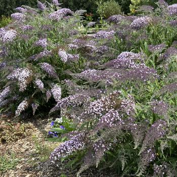Buddleia - 'Grand Cascade' Butterfly Bush