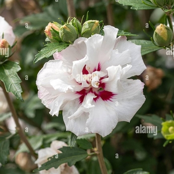 Hibiscus syriacus '‘Lucy’' - Althea
