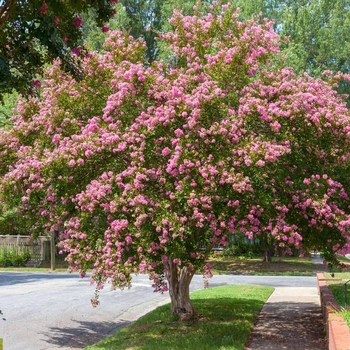 Lagerstroemia indica - 'Sioux' Crapemyrtle