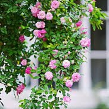 Rosa Peggy Martin - Rose 'Peggy Martin'