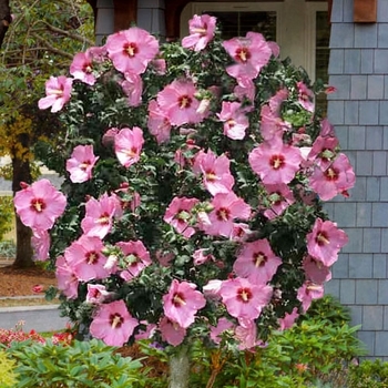 Hibiscus syriacus - Althea Aphrodite