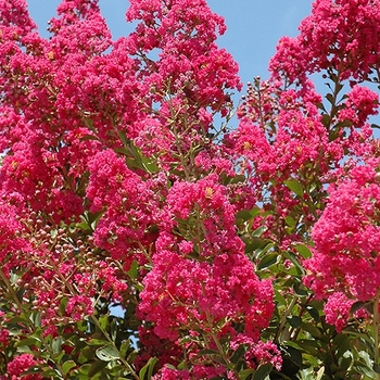 Lagerstroemia indica - 'Tuskegee' Crapemyrtle